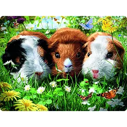 cavia's op kaart van trendzz for you