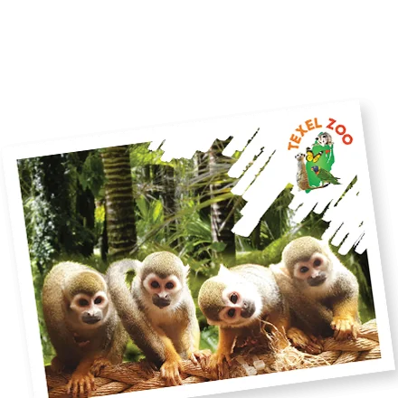 ansichtkaart texel zoo trendzz for you